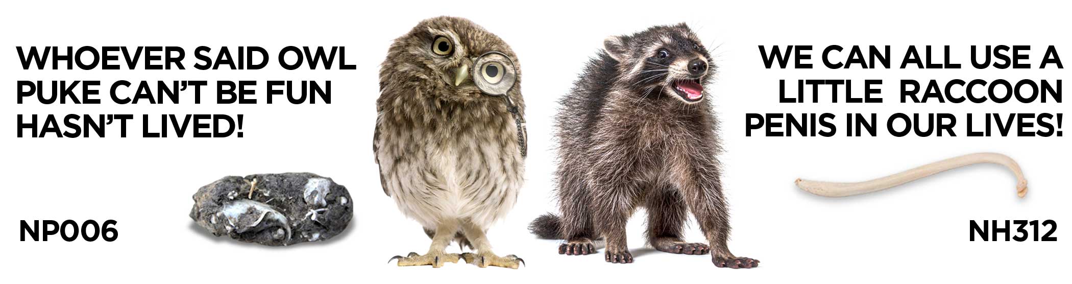 owl-and-raccoon