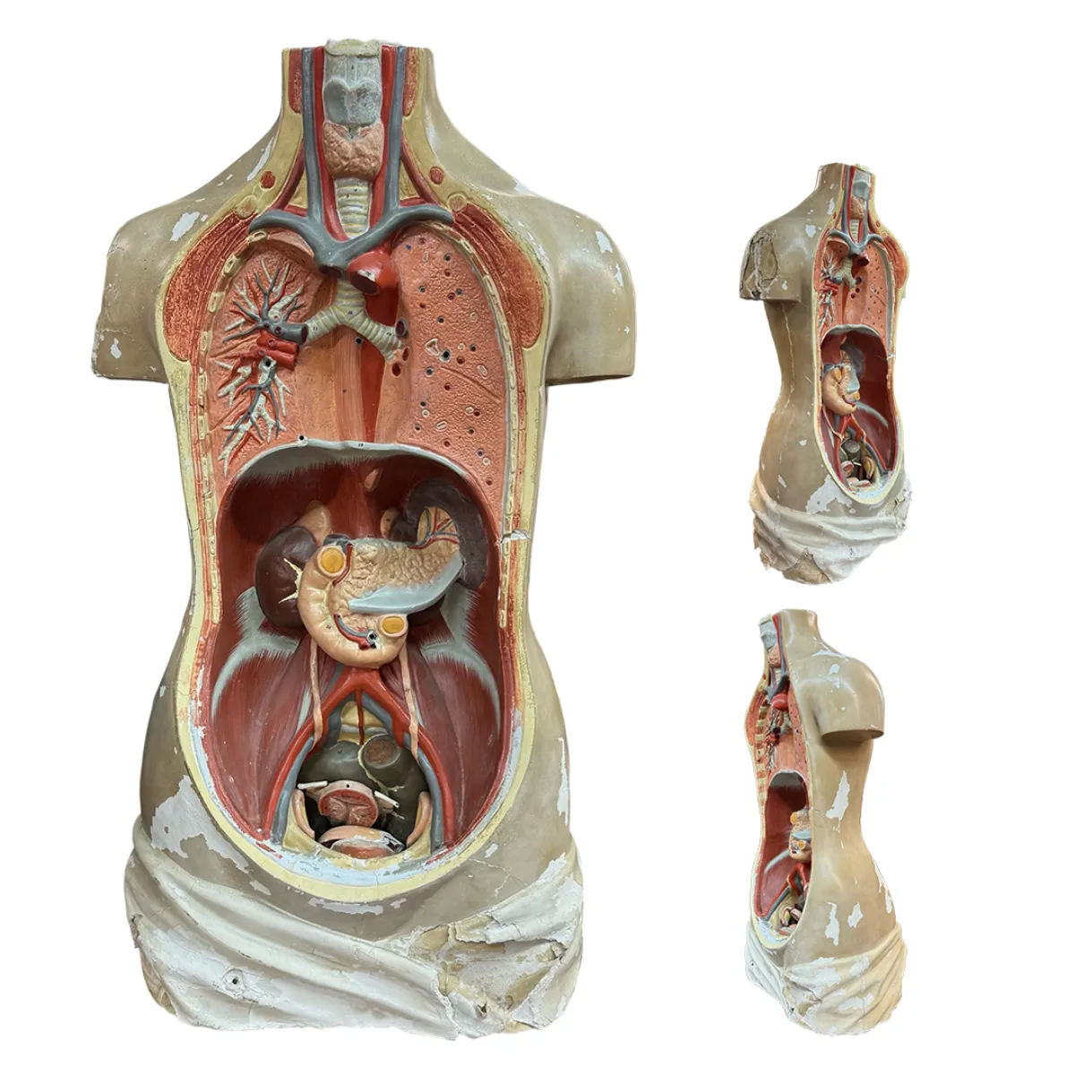Articulated-Bodel-Model Antique Anatomical Model of Human Torso
