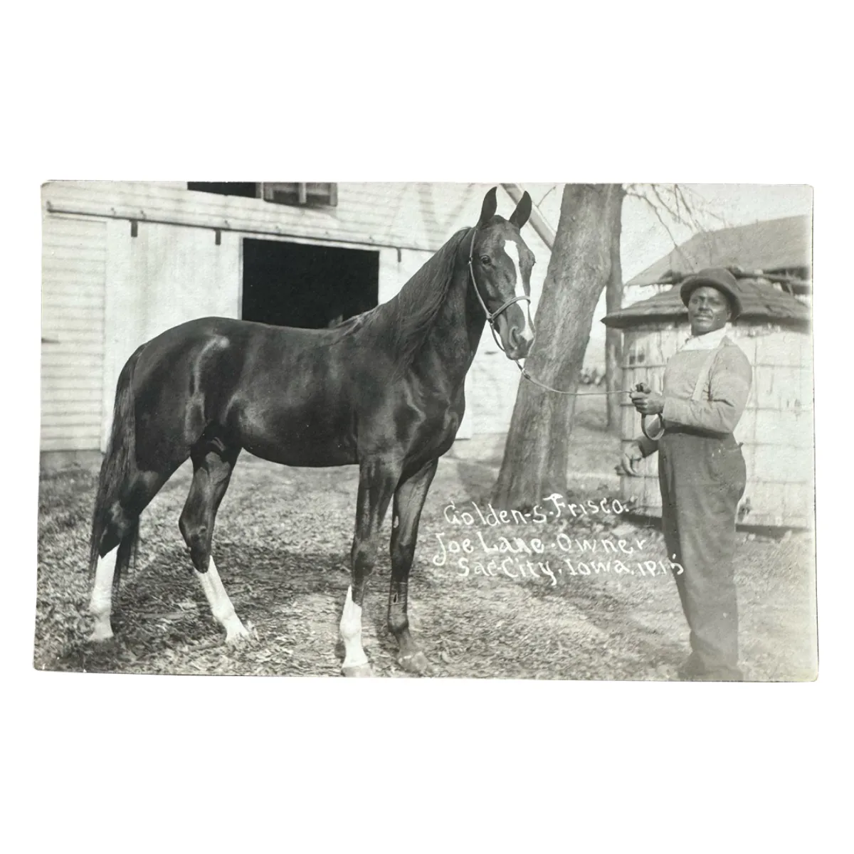 Real Photo Postcard Race Horse Golden Frisco