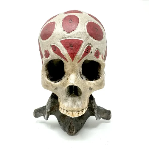 Lockfield Phrenology Skull The Rupert Lockfield Collection