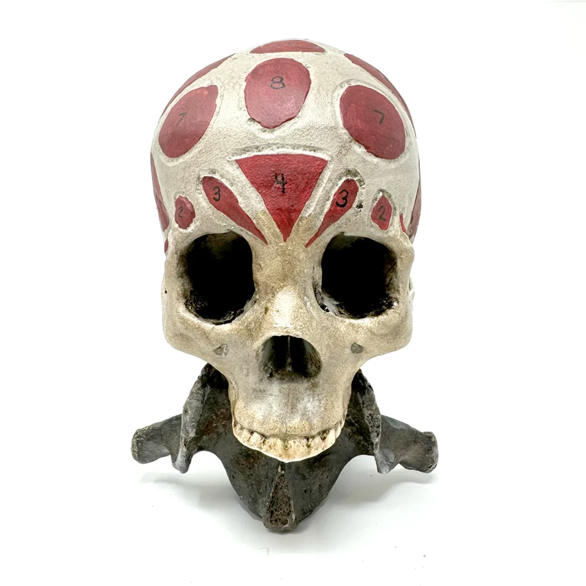 Lockfield Phrenology Skull The Rupert Lockfield Collection