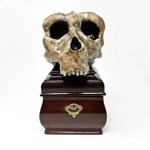 Early Hominid Ancestor Skull The Rupert Lockfield Collection