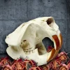 IG-Beaver Natural Real Beaver Skull