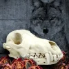 IG-Coyote Natural Real Coyote Skull