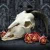 Real Taxidermy Goat Skull