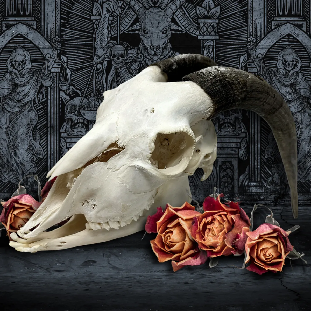 Real Taxidermy Goat Skull