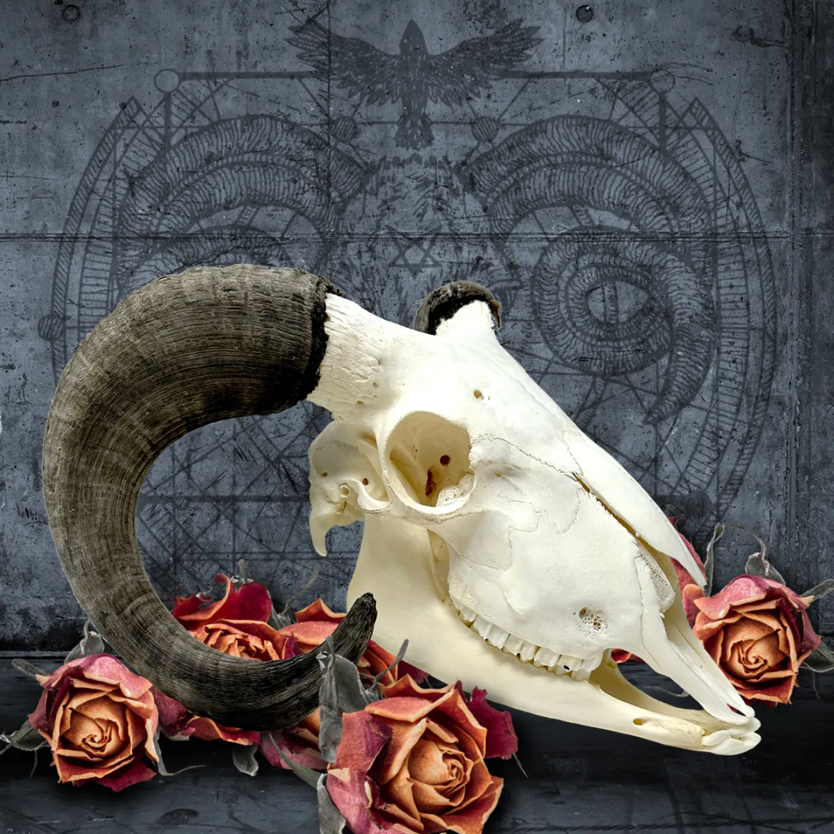 IG-Ram Natural Real Ram Skull