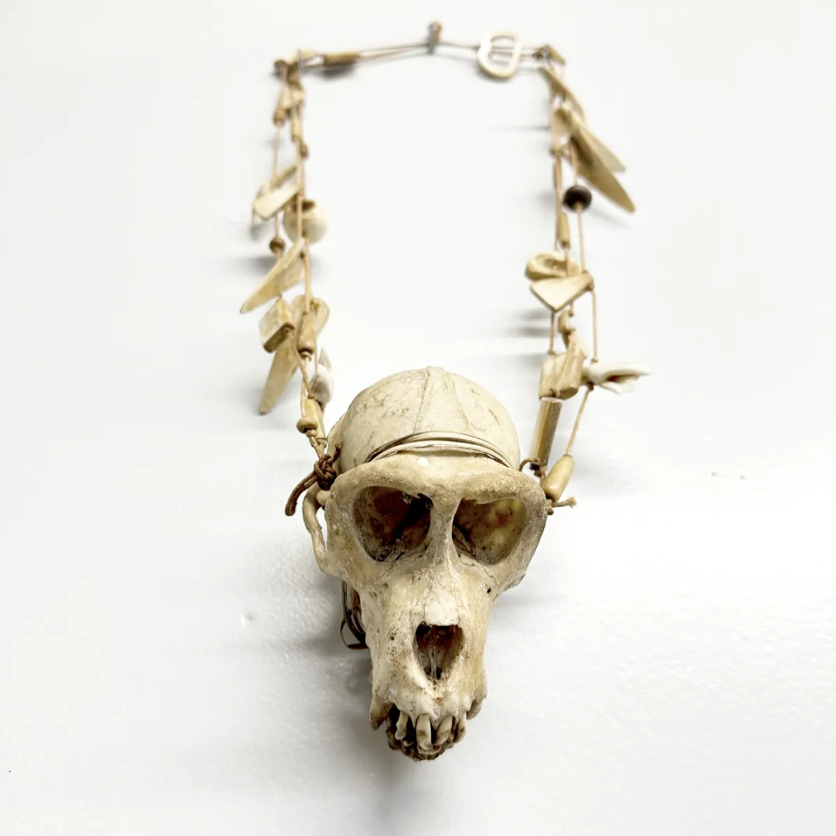 IP1411 Dayak Tribal Macaque Monkey Skull Necklace