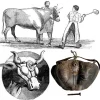 Rare 19th Century French A.M. Bruneau Slaughterhouse Mask