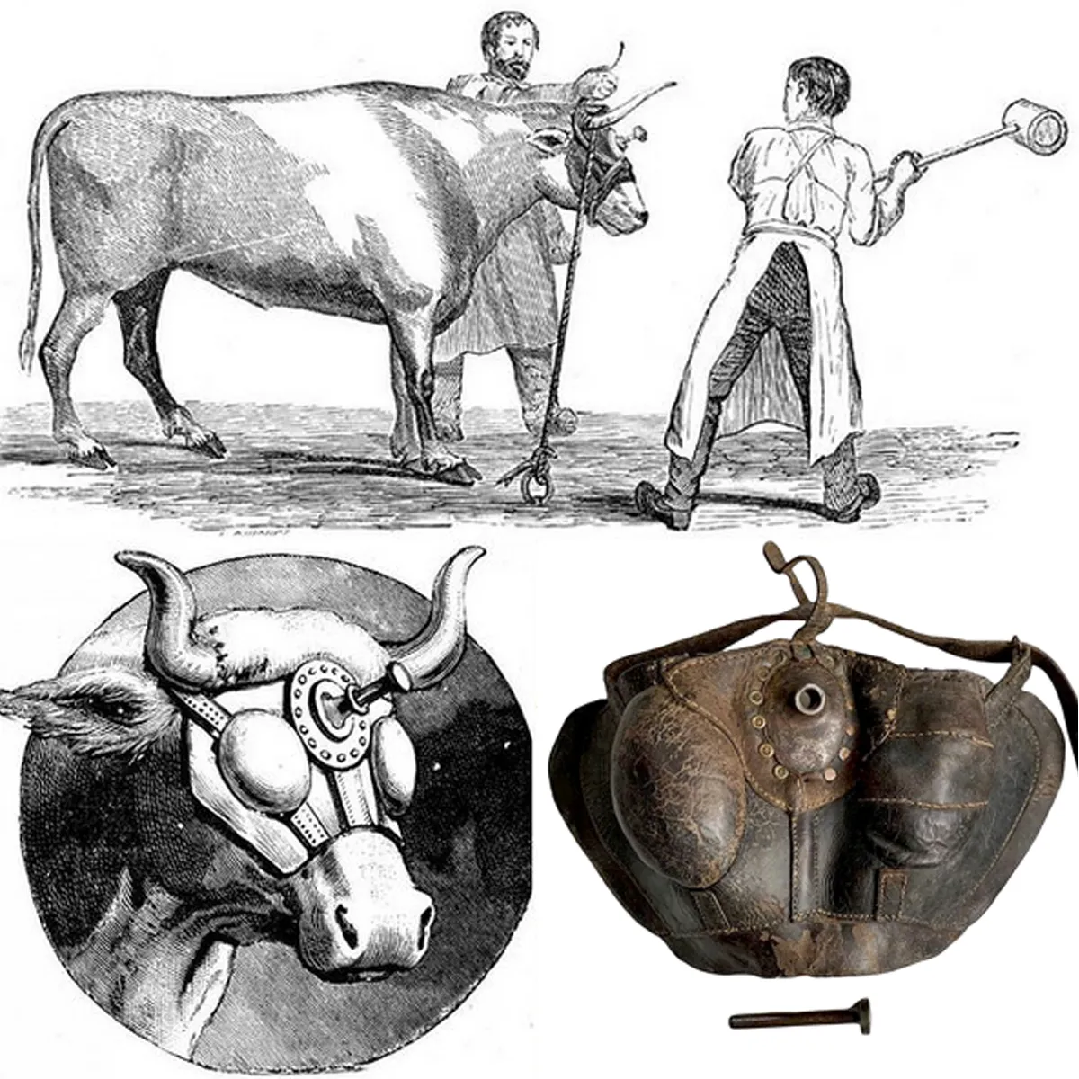 Rare 19th Century French A.M. Bruneau Slaughterhouse Mask