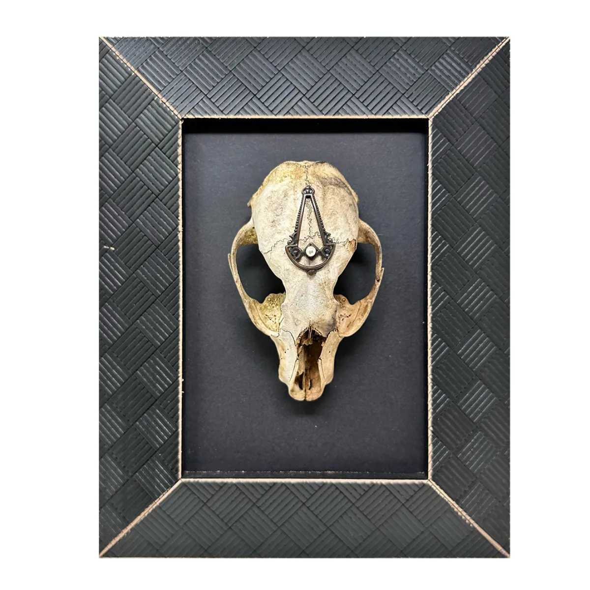 MA119 Original Real Skull Art Vintage Frame