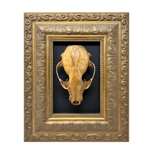 Original Real Skull Art Vintage Frame