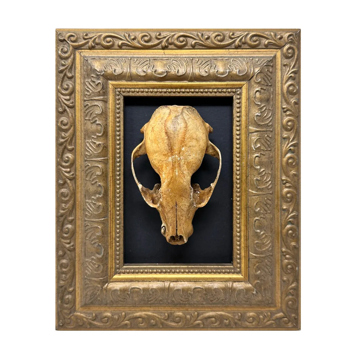 MA120 Original Real Skull Art Vintage Frame