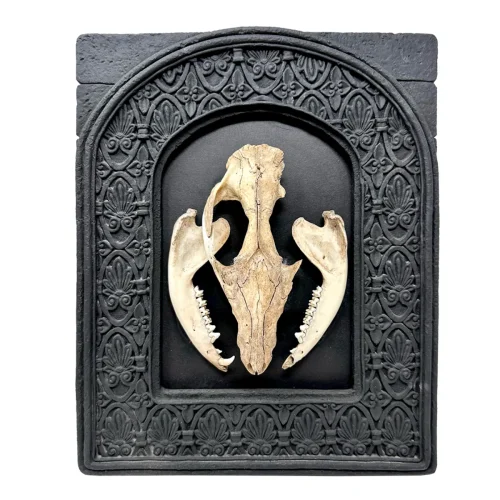 Original Real Skull Art Vintage Frame