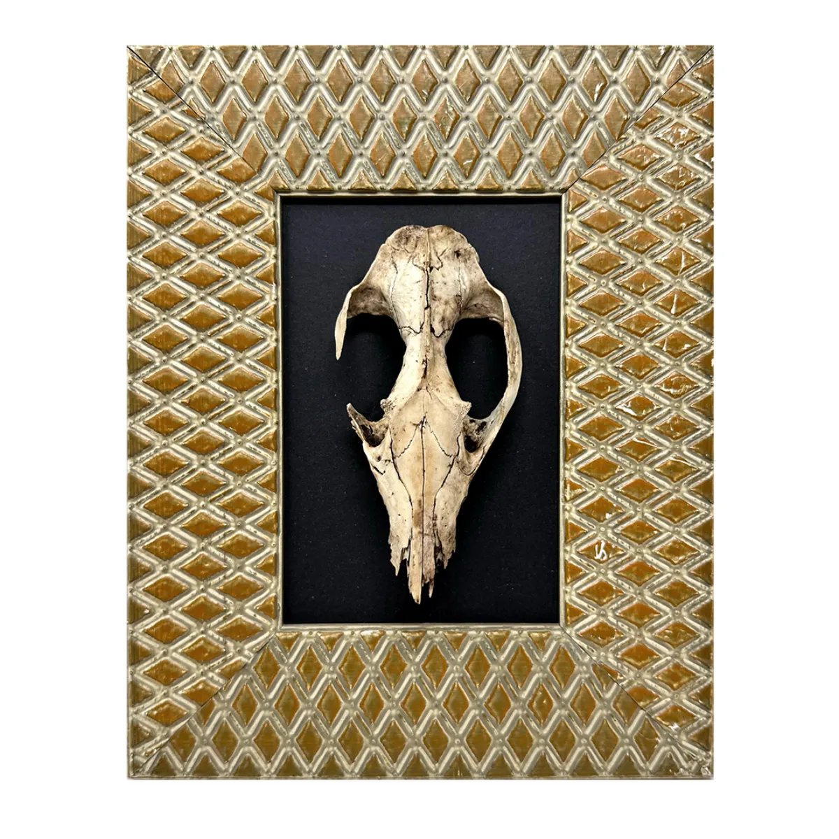 Original Real Skull Art Vintage Gold Frame