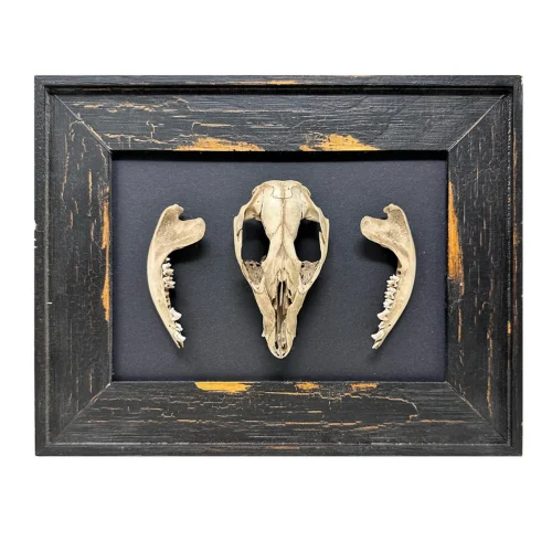 Original Real Skull Art Vintage Frame