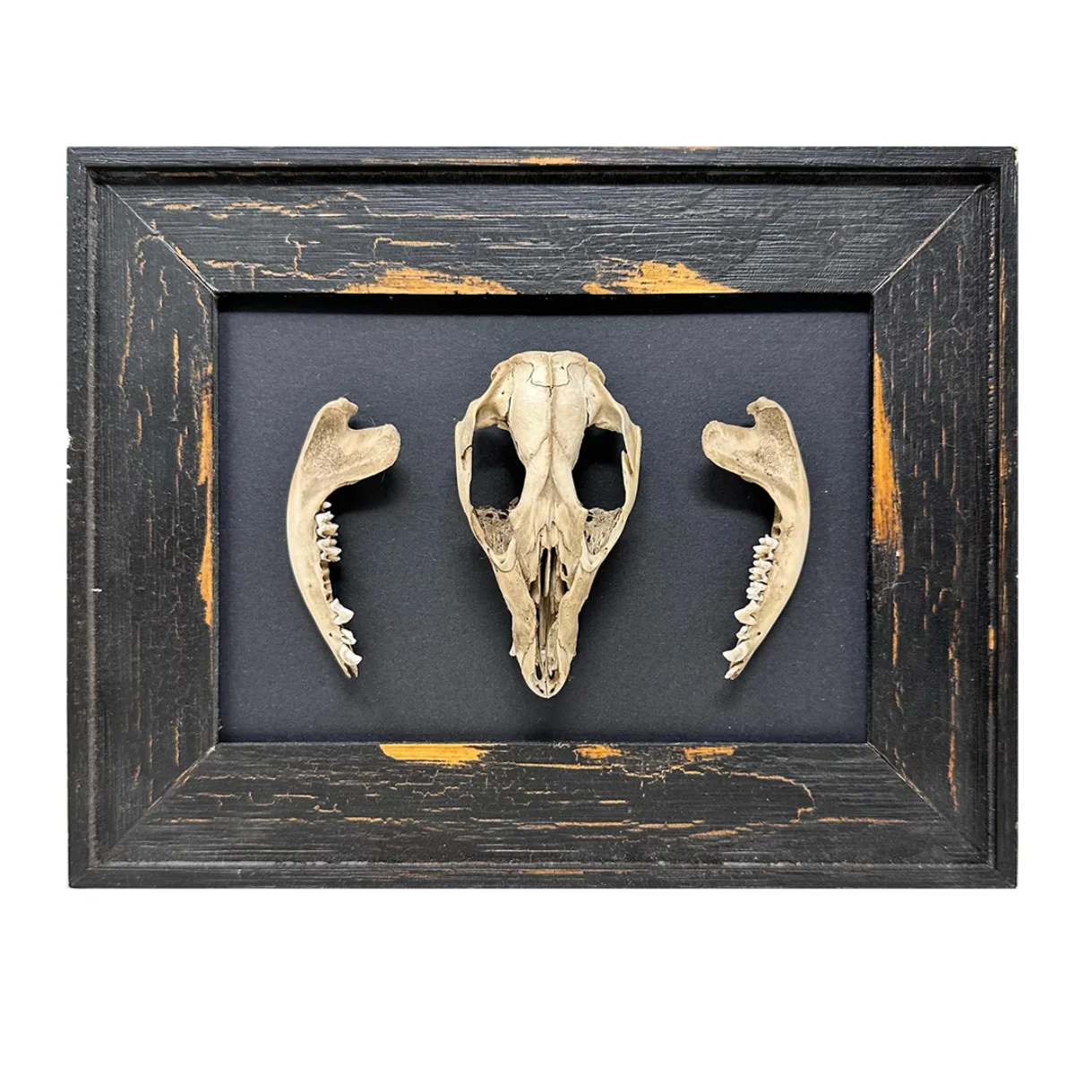 MA123 Original Real Skull Art Vintage Frame
