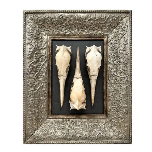 Original Real Skull Art Vintage Frame