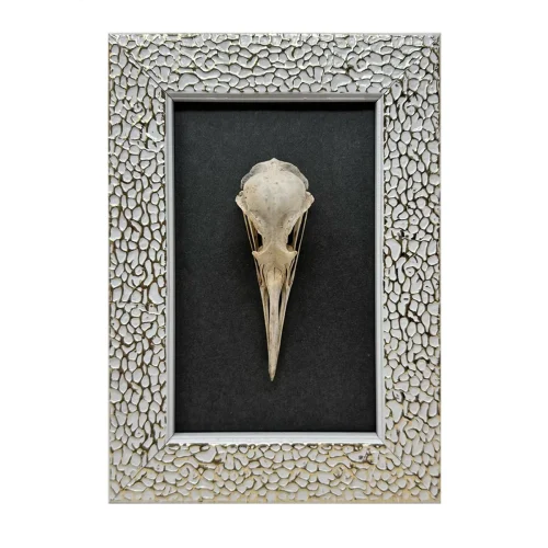 Original Real Skull Art Vintage Frame