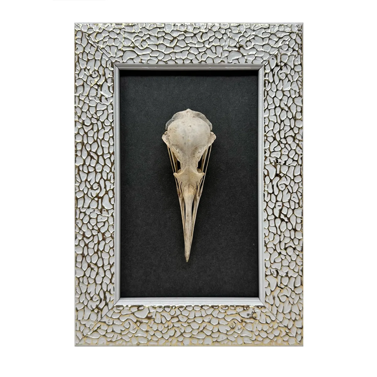 MA125 Original Real Skull Art Vintage Frame