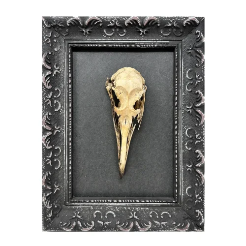Original Real Skull Art Vintage Frame