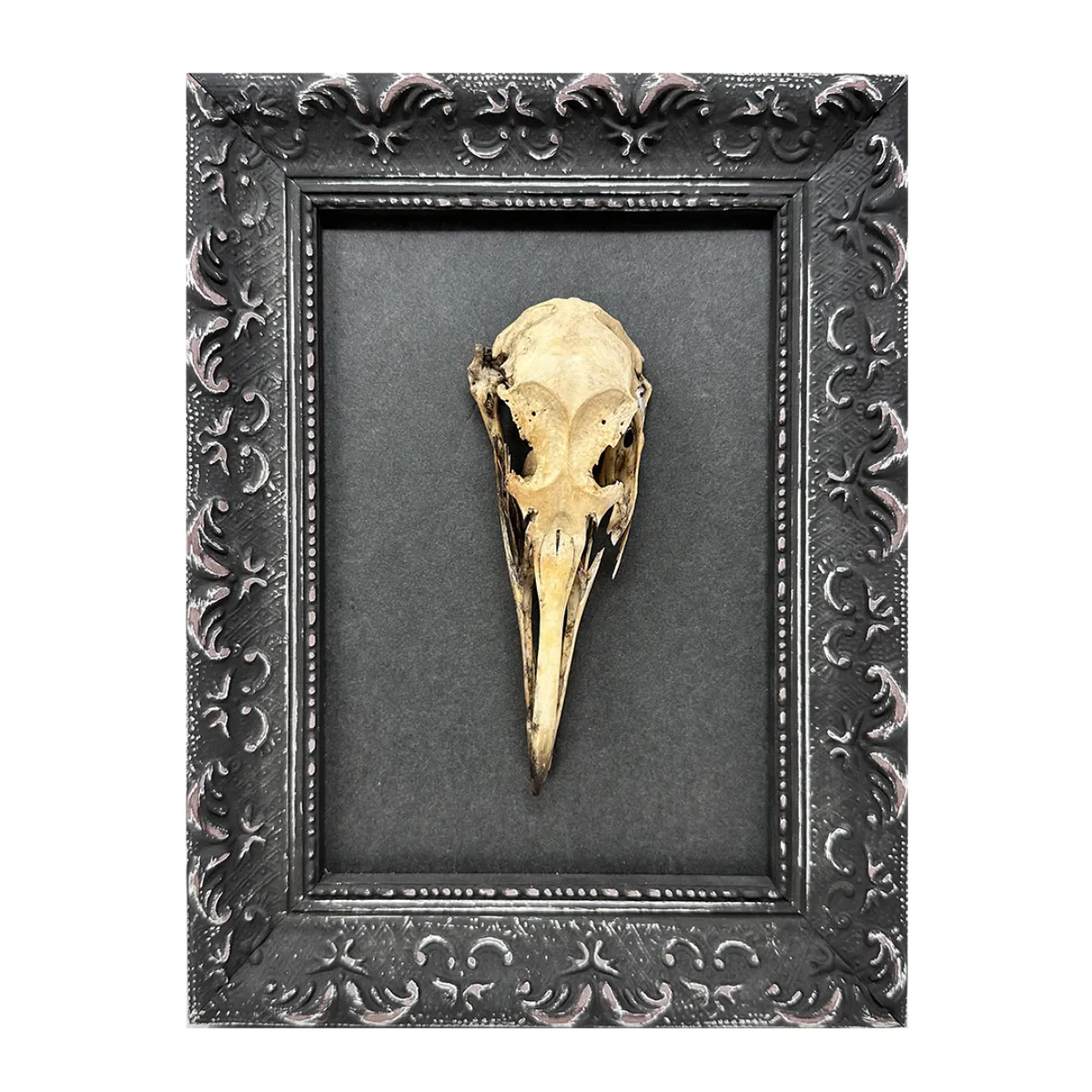 MA126 Original Real Skull Art Vintage Frame