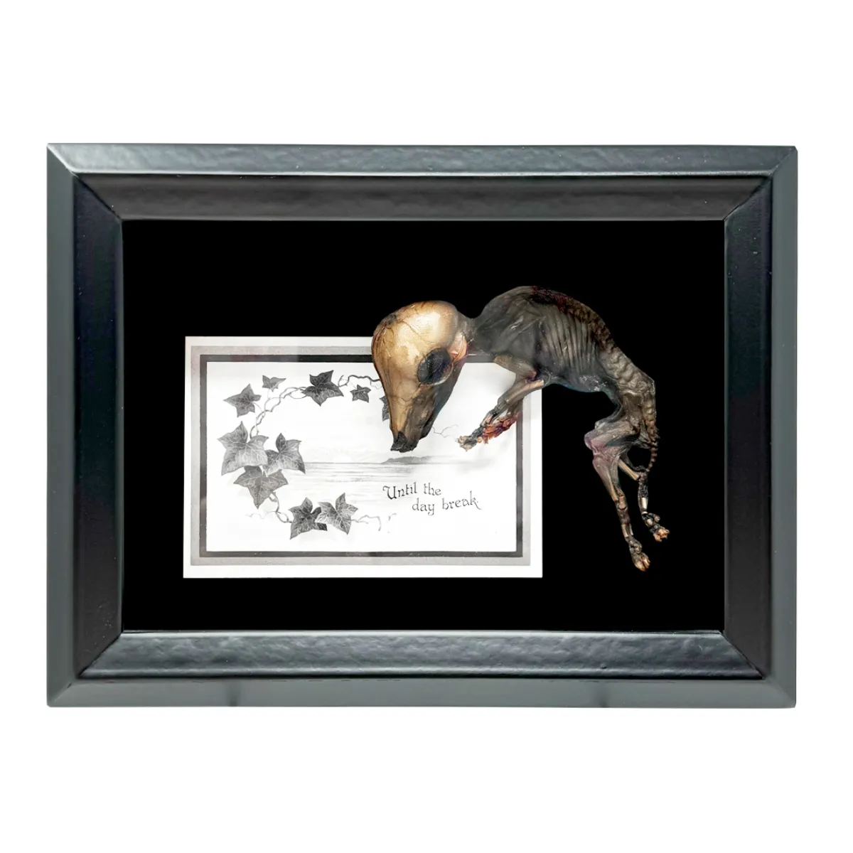 MA1331 Fetal Pig Framed Specimen