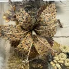Outstanding Victorian Seed and Seashell Memorial Style Shadow Box