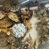 Outstanding Victorian Seed and Seashell Memorial Style Shadow Box
