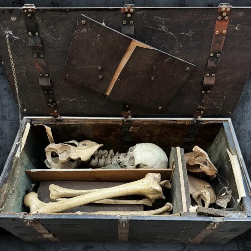 Victorian Partial Skeleton in Handcrafted Strongbox