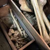 Victorian Partial Skeleton in Handcrafted Strongbox
