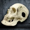 Victorian Partial Skeleton in Handcrafted Strongbox