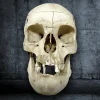 Victorian Partial Skeleton in Handcrafted Strongbox