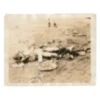 Horrific Death Photograph – Image Contain Graphic Content