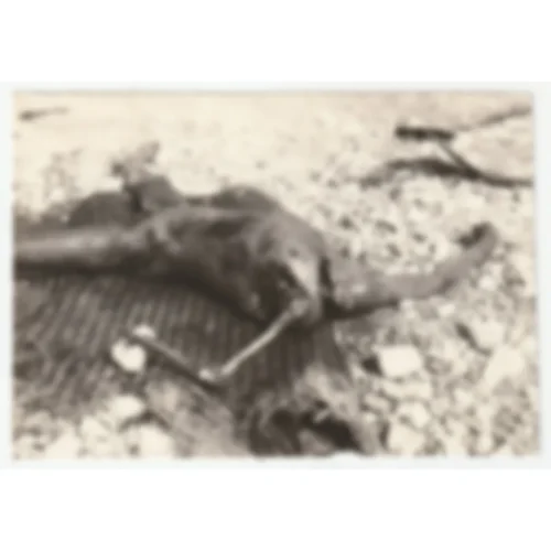 Horrific Death Photo – Images Contain Graphic Content