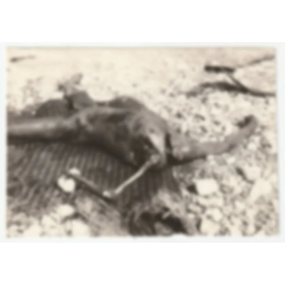 Horrific Death Photo – Images Contain Graphic Content