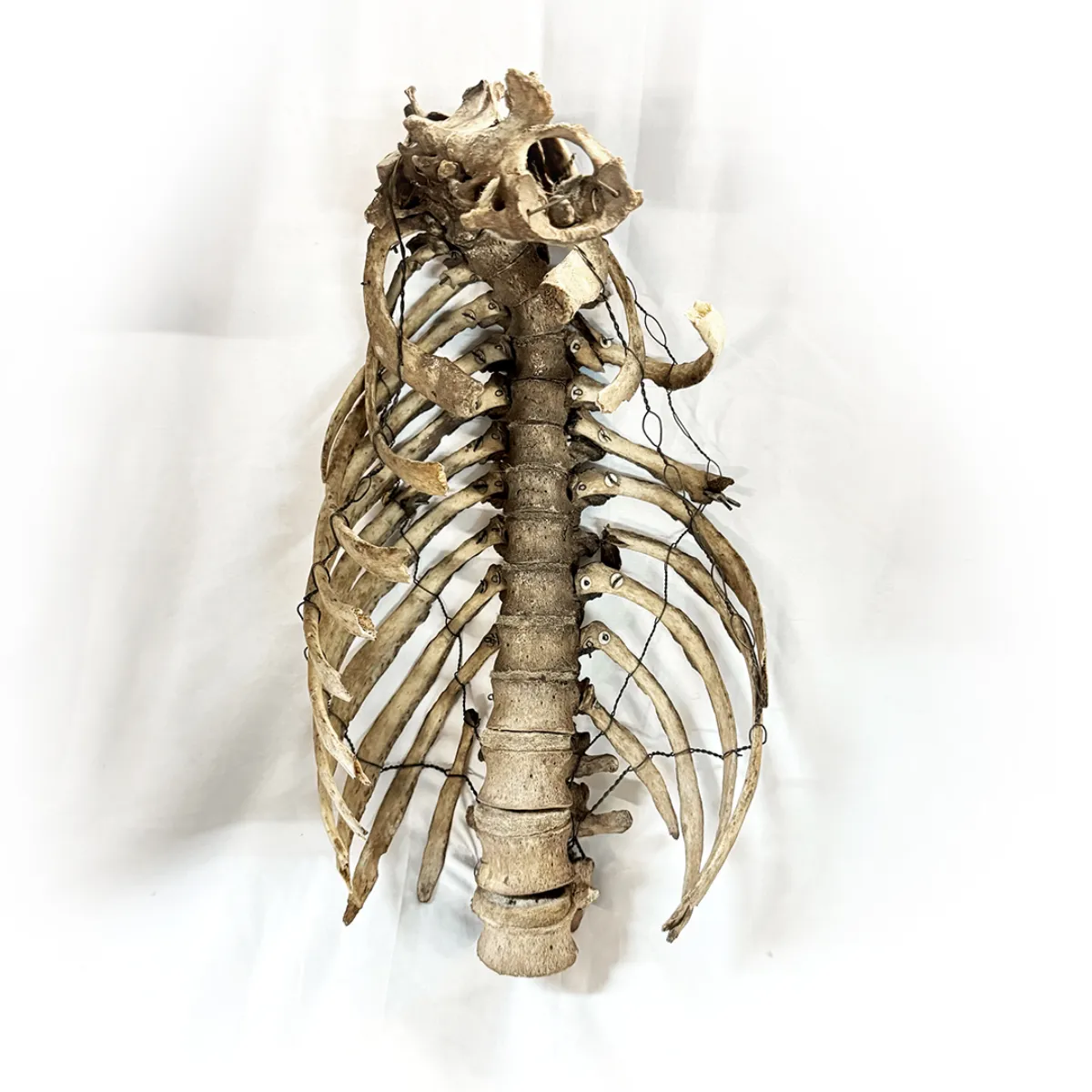 Medical Study Articulated Child Skeletal Torso