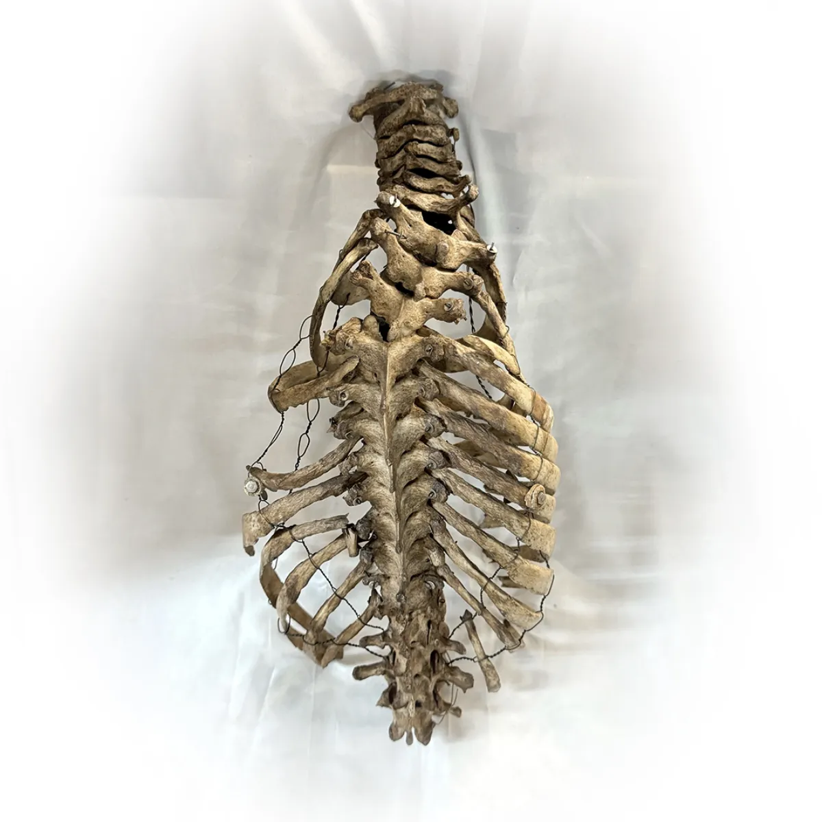 Medical Study Articulated Child Skeletal Torso