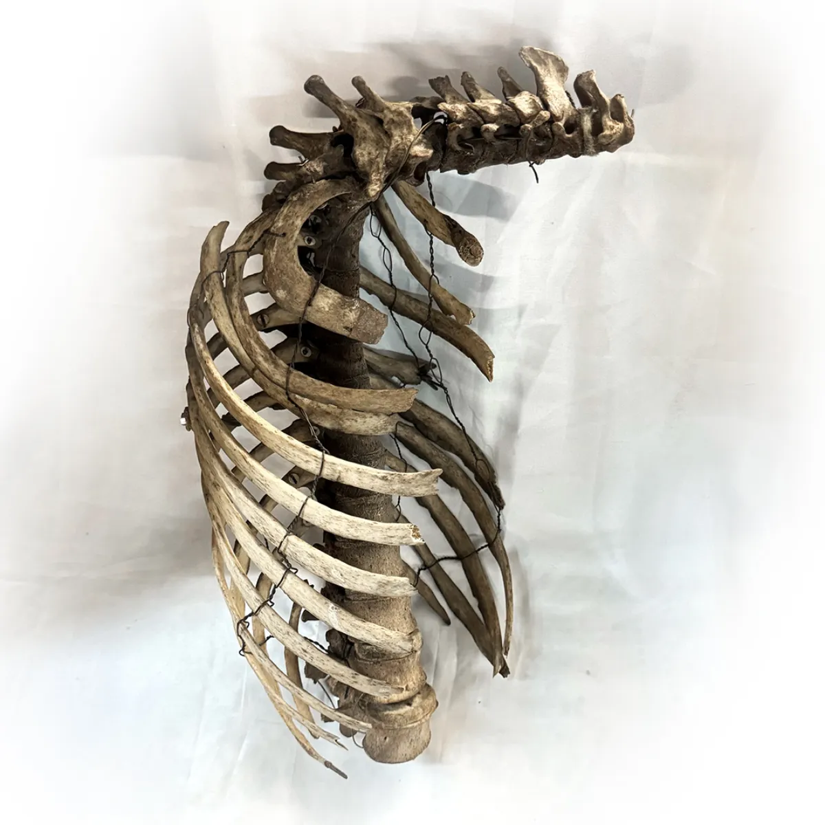 Medical Study Articulated Child Skeletal Torso
