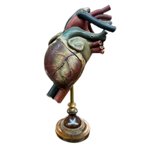 Mid 19th Century Human Heart Model