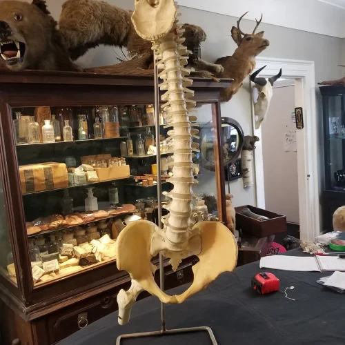 MS031-A Medical Study Resin Human Spine and Pelvis