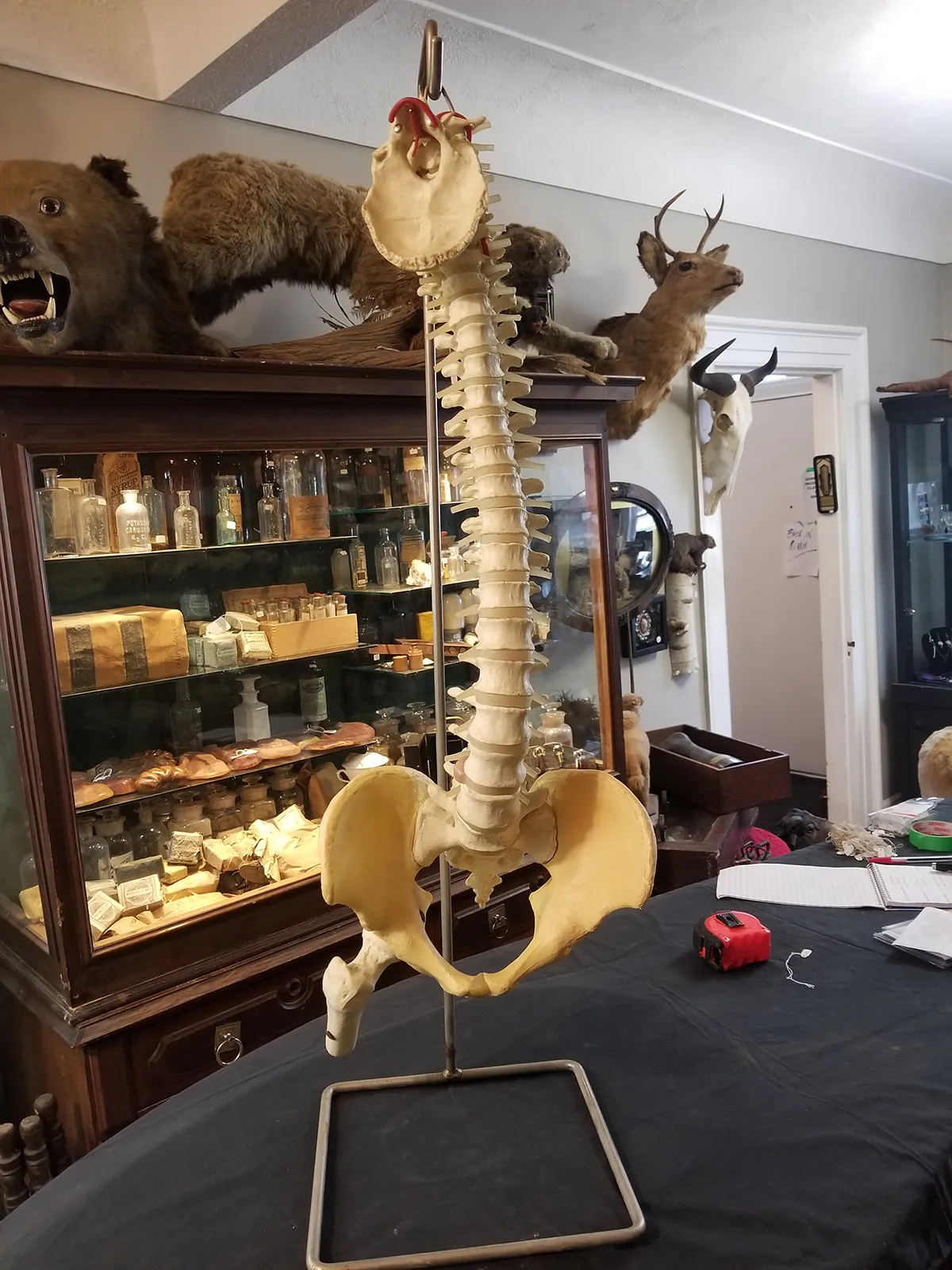 Medical Study Resin Human Spine and Pelvis