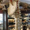 Medical Study Resin Human Spine and Pelvis