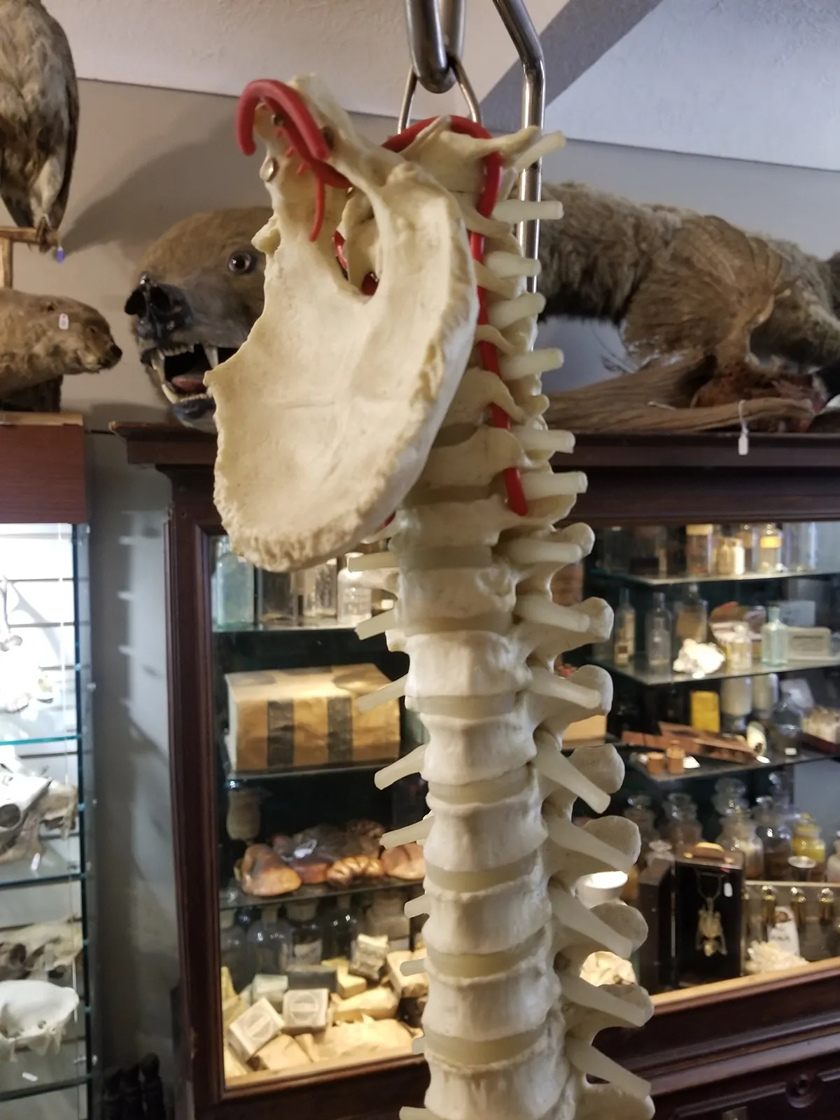 Medical Study Resin Human Spine and Pelvis
