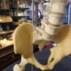 Medical Study Resin Human Spine and Pelvis