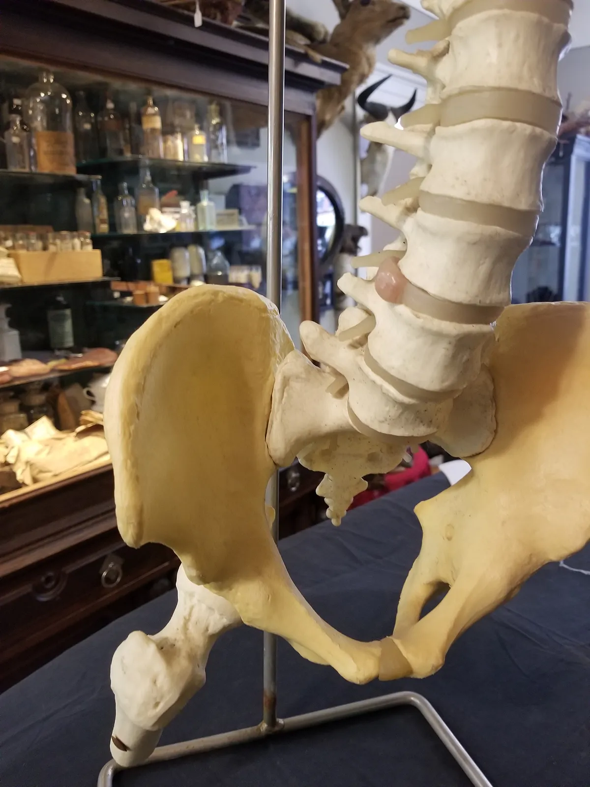 Medical Study Resin Human Spine and Pelvis