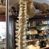 Medical Study Resin Human Spine and Pelvis