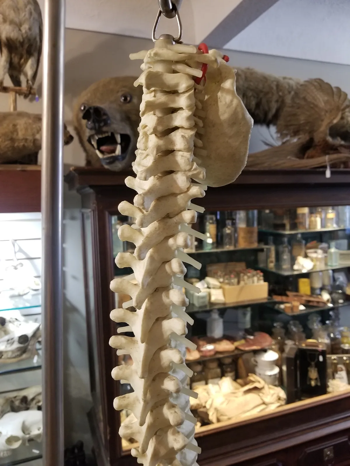 Medical Study Resin Human Spine and Pelvis