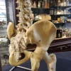Medical Study Resin Human Spine and Pelvis
