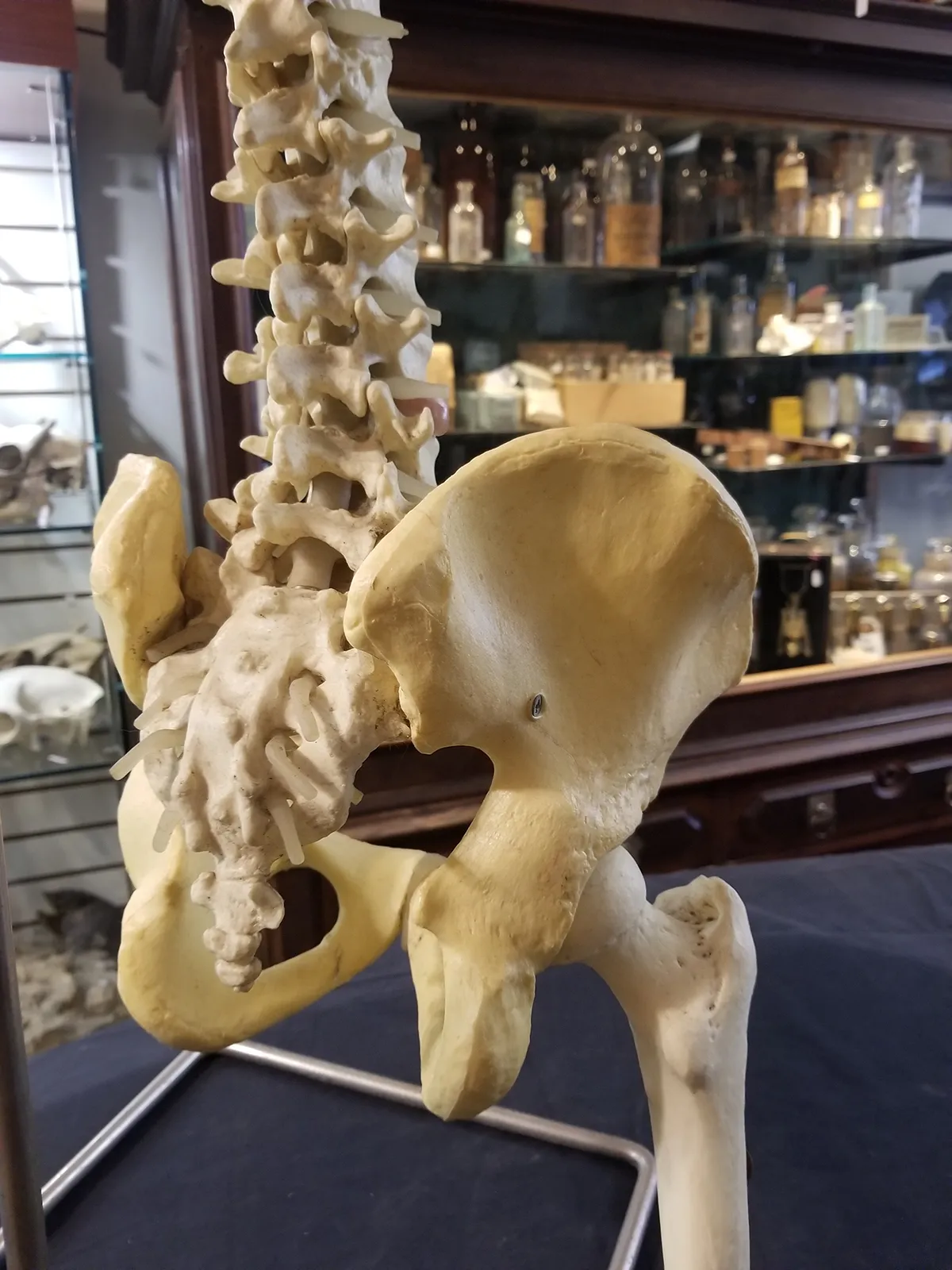Medical Study Resin Human Spine and Pelvis